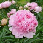 Пион молочноцветковый Pink Sarah Bernhardt от Завода ФЛОРА