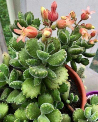 Суккулент Cotyledon Тomentosa (Котиледон Томентоза) 0,1л. — изображение 4