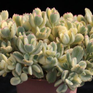 Суккулент Cotyledon Тomentosa Variegata (0,1л.)