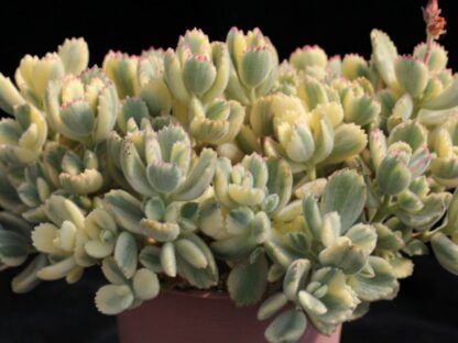 Суккулент Cotyledon Тomentosa Variegata (0,1л.)