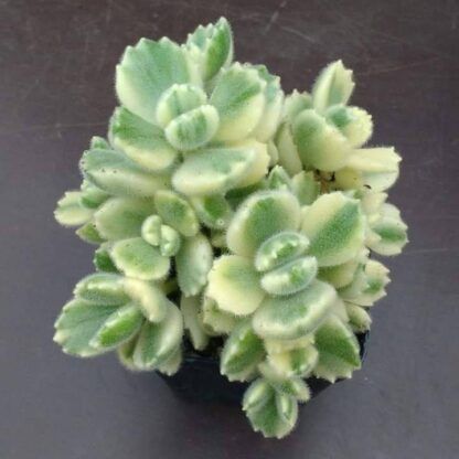 Суккулент Cotyledon Тomentosa Variegata (0,1л.) — изображение 2