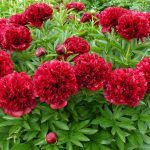 П1 Пион лекарственный Rubra Plena - фото 1 от Завода ФЛОРА