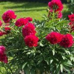 П1 Пион лекарственный Rubra Plena - фото 2 от Завода ФЛОРА