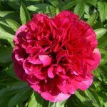 П1 Пион лекарственный Rubra Plena от Завода ФЛОРА