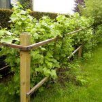 Смородина черная Пигмей - фото 1 от Завода ФЛОРА