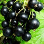 Смородина черная Пигмей от Завода ФЛОРА