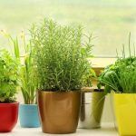 Розмарин - фото 2 от Завода ФЛОРА