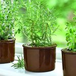 Розмарин - фото 1 от Завода ФЛОРА