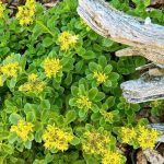 Седум Камчатский от Завода ФЛОРА