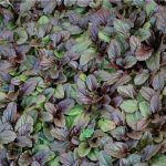 Аюга/Живучка ползучая - фото 1 от Завода ФЛОРА