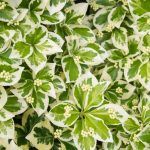 Бересклет Вьющийся Emerald Gaiety - фото 4 от Завода ФЛОРА