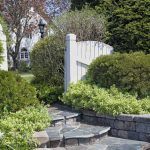 Бересклет Вьющийся Emerald Gaiety - фото 2 от Завода ФЛОРА