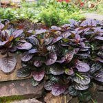 Аюга/Живучка ползучая от Завода ФЛОРА