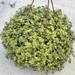 Каллизия Золотистая от Завода ФЛОРА