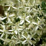 Клематис Белое Облако от Завода ФЛОРА