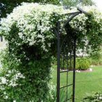 Клематис Белое Облако - фото 2 от Завода ФЛОРА