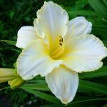 Лилейник Arctic Snow - фото 1 от Завода ФЛОРА