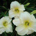 Лилейник Arctic Snow - фото 2 от Завода ФЛОРА