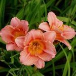 Лилейник Siloam Little Girl - фото 2 от Завода ФЛОРА