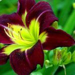 Лилейник Night Beacon от Завода ФЛОРА