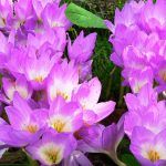 Безвременник осенний от Завода ФЛОРА