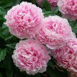 Пион молочноцветковый Pink Sarah Bernhardt - фото 1 от Завода ФЛОРА