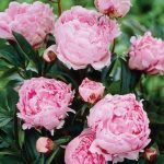 Пион молочноцветковый Pink Sarah Bernhardt - фото 2 от Завода ФЛОРА