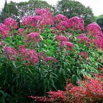 Посконник Пятнистый Atropurpureum - фото 1 от Завода ФЛОРА