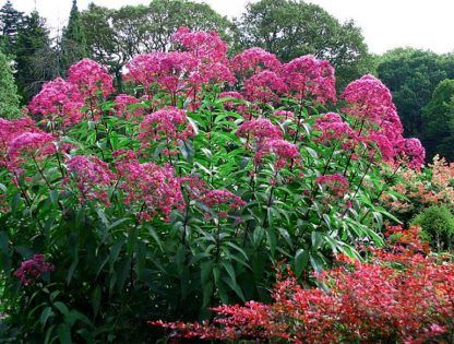 Посконник Пятнистый Atropurpureum (саженец 120 см)