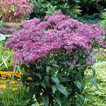 Посконник Пятнистый Atropurpureum от Завода ФЛОРА