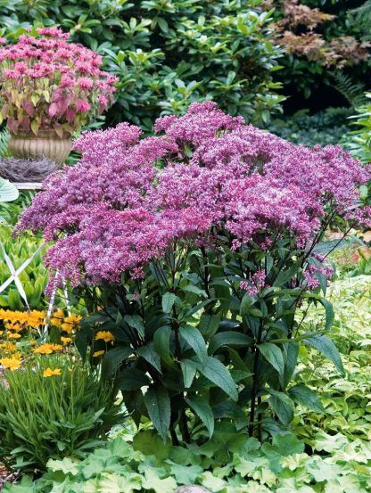 Посконник Пятнистый Atropurpureum (саженец 120 см)