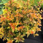 Пузыреплодник Калинолистный Amber Jubilee от Завода ФЛОРА