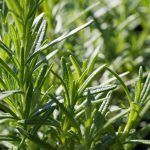 Розмарин от Завода ФЛОРА