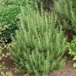 Розмарин - фото 2 от Завода ФЛОРА