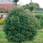 Туя Западная Вересковидная Ericoides - фото 1 от Завода ФЛОРА