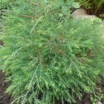 Туя Западная Вересковидная Ericoides - фото 2 от Завода ФЛОРА