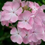 Флокс метельчатый Яблоневый цвет от Завода ФЛОРА