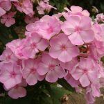 Флокс метельчатый Яблоневый цвет - фото 1 от Завода ФЛОРА