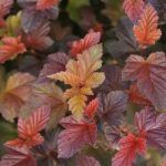 Пузыреплодник Калинолистный Amber Jubilee - фото 2 от Завода ФЛОРА