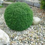 Туя Западная Вересковидная Ericoides от Завода ФЛОРА