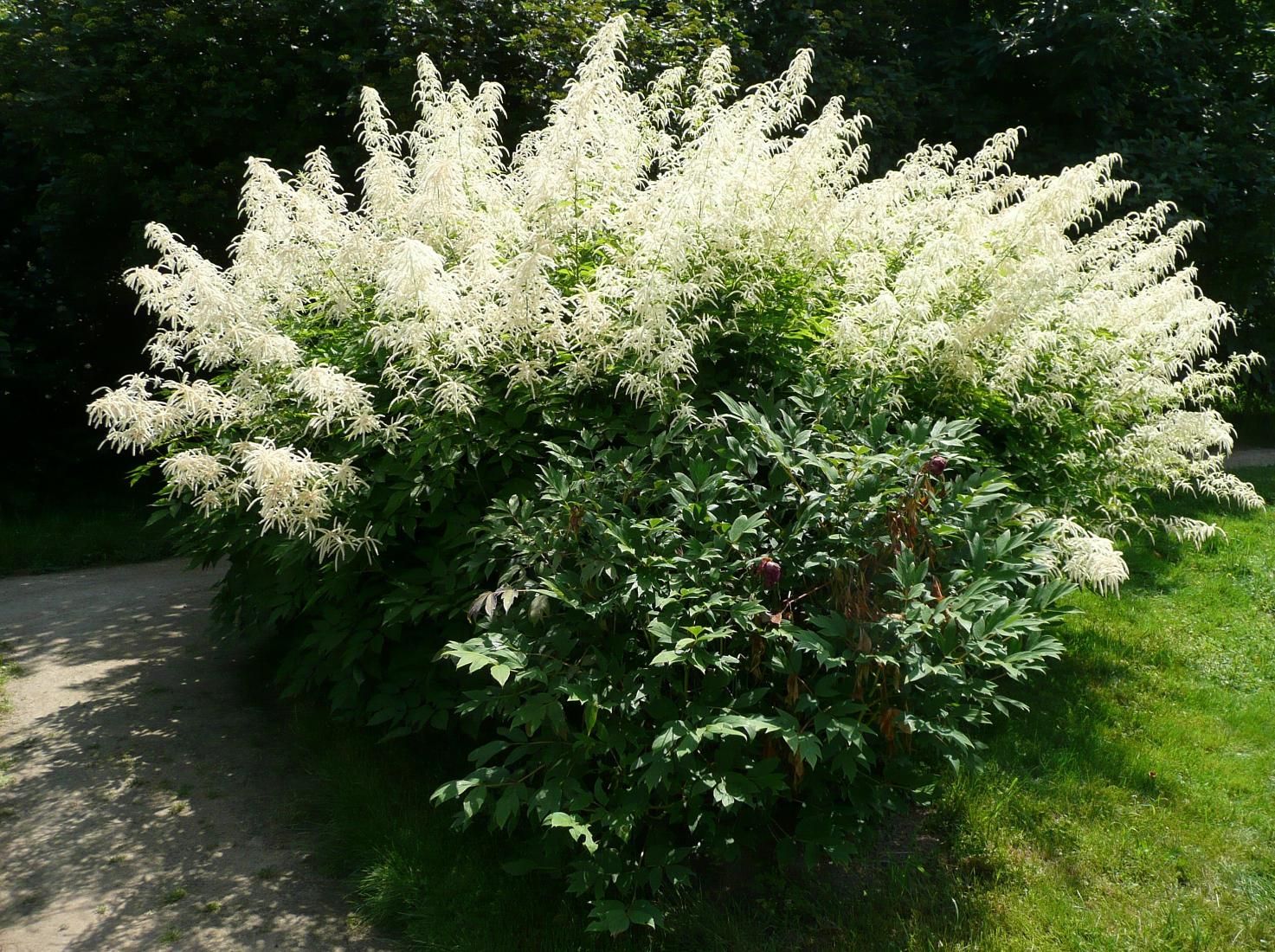 Арункус / волжанка двудомная. Волжанка двудомная (aruncus dioicus). Астильба японская. Кустарник цветущий белыми метелками. Кустарник цветущий белыми метелками.