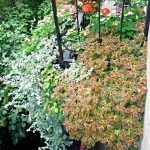 Колеус ампельный Wisley Tapestry - фото 2 от Завода ФЛОРА