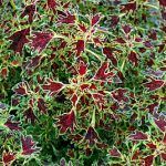 Колеус ампельный Wisley Tapestry - фото 1 от Завода ФЛОРА