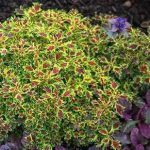 Колеус ампельный Wisley Tapestry - фото 3 от Завода ФЛОРА