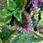 Колеус Paisley Shawl - фото 2 от Завода ФЛОРА