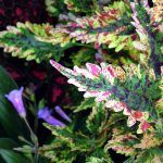 Колеус Paisley Shawl от Завода ФЛОРА