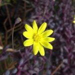 Суккулент Othonna Сapensis Ruby Necklace  0,2л - фото 1 от Завода ФЛОРА