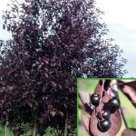 Черемуха краснолистная Сибирская Красавица - фото 1 от Завода ФЛОРА