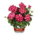 Пеларгония плющелистная Toscana Medio Lollipop Dark Red от Завода ФЛОРА
