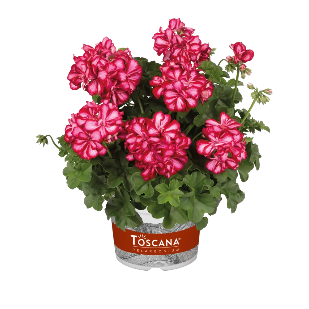 Пеларгония плющелистная Toscana Medio Lollipop Dark Red от Завода ФЛОРА